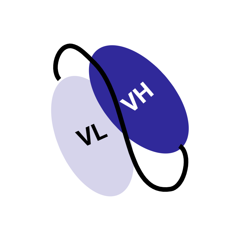 Single-chain fragment variable antibody with a variable heavy and variable light domain (VH + VL) plus a linker.